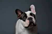 Picture of French Bulldog