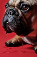 Picture of French Bulldog