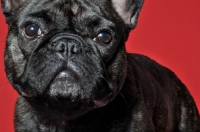 Picture of French Bulldog