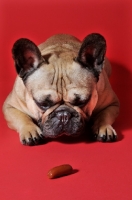 Picture of French Bulldog