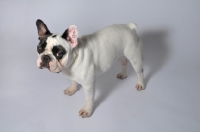 Picture of French Bulldog