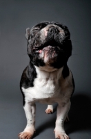 Picture of French Bulldog