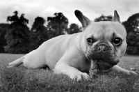 Picture of French Bulldog