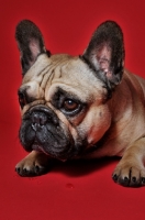 Picture of French Bulldog