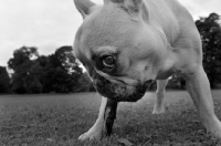 Picture of French Bulldog