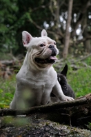 Picture of French Bulldog