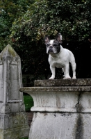 Picture of French Bulldog