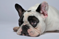 Picture of French Bulldog