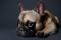 Picture of French Bulldog