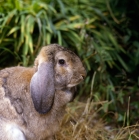 Picture of french lop eared rabbit in a garden