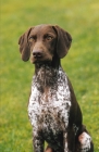 Picture of French Pointing Dog, Pyrenean type (braque francais type pyrenees)