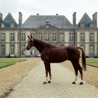 Picture of french saddle horse at haras du pin