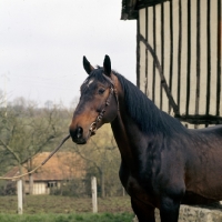 Picture of french saddle horse in normany, vandale