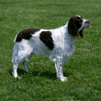 Picture of french spaniel, ch lux dirce du petit be, standing on grass