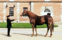 Picture of french thoroughbred at haras du pin