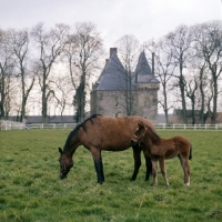 Picture of French Trotter grazing in field with foal at Haras de Pompadour