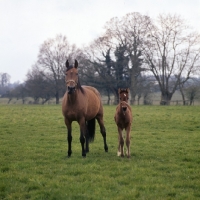 Picture of French Trotter, mare with foal at haras de Pompadour