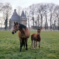 Picture of French Trotter mare with foal at Haras de Pompadour
