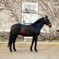 Picture of French Trotter 
