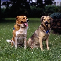 Picture of fridolin v. schildbach, hetty vom schindbach, two austrian shorthaired pinschers