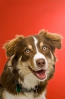 Picture of friendly border collie dog on a red background
