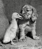 Picture of friendly duck and Cocker Spaniel puppy