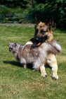 Picture of friendly looking cat rubbing against german shepherd dog