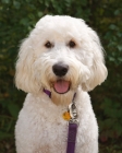 Picture of friendly looking Goldendoodle