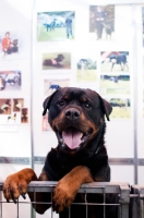 Picture of Friendly Rottweiler begging for cuddles inside pen at Crufts
