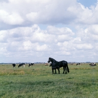 Picture of Friesian and foal, one week old,  alone in field of cows in Holland