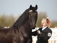 Picture of Friesian at show