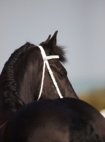 Picture of Friesian, back view