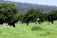 Picture of friesian cattle grazing in england