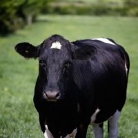 Picture of friesian cow looking at camera