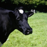 Picture of friesian cow portrait