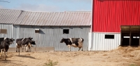 Picture of Friesian cows at farm