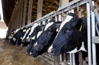 Picture of Friesian cows in stable