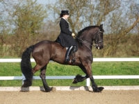 Picture of Friesian doing dressage