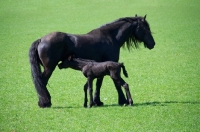 Picture of Friesian foal drinking