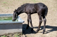 Picture of Friesian foal drinking