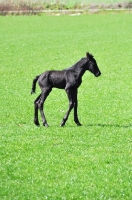 Picture of Friesian foal in field