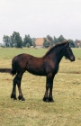 Picture of Friesian foal in Holland