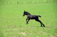 Picture of Friesian foal, running