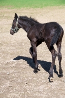 Picture of Friesian foal wearing halter