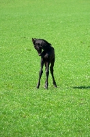Picture of friesian foal