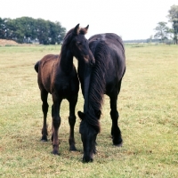 Picture of Friesian grazing whilst foal looks on