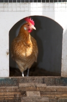 Picture of Friesian hen (Friese Hoen), in chicken coop