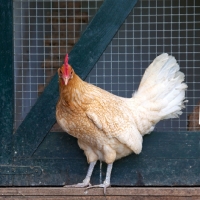 Picture of Friesian hen (Friese Hoen)