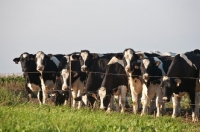 Picture of Friesian herd behind fence
