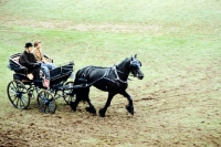 Picture of friesian horse in driving class at zug